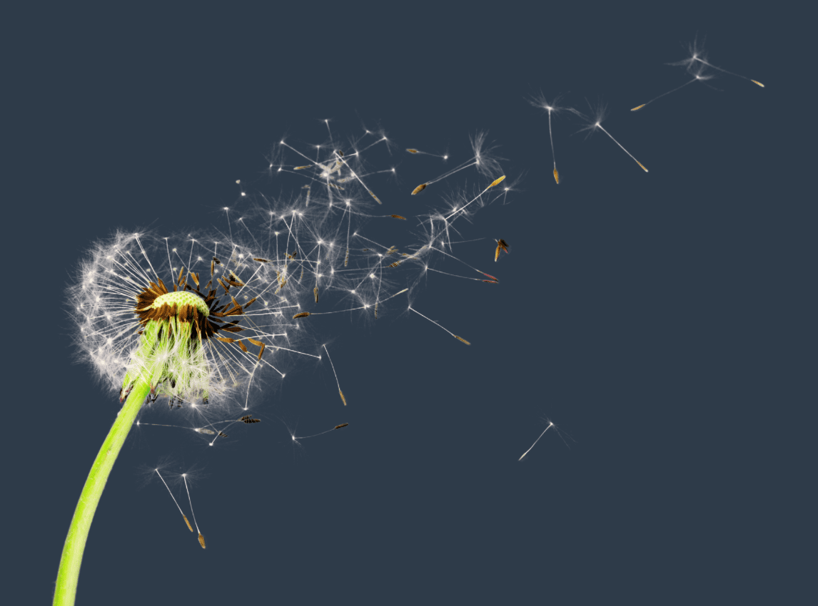 A dandelion seed head against a dark background, with numerous seeds dispersing into the air, carried by thin, white filaments that can trigger pollen allergies.